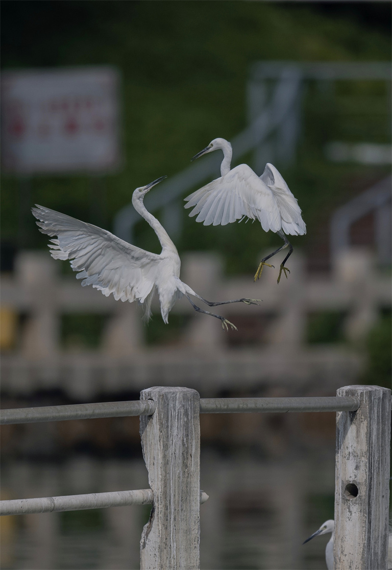 Xiamen: garças-brancas voam no Lago Yundang