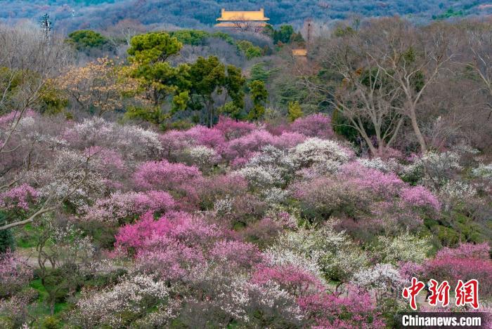 Galeria: montanha Meihua repleta de flores da primavera