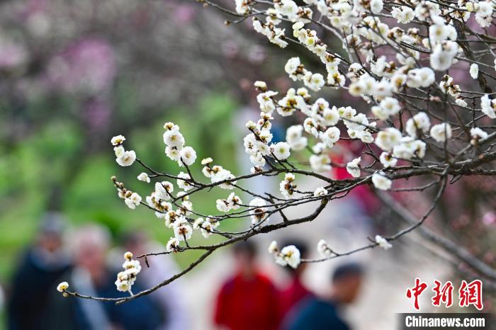 Galeria: montanha Meihua repleta de flores da primavera