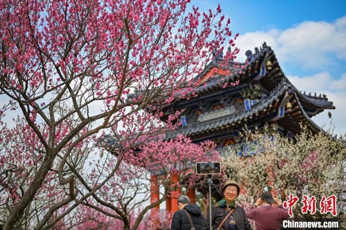 Galeria: montanha Meihua repleta de flores da primavera