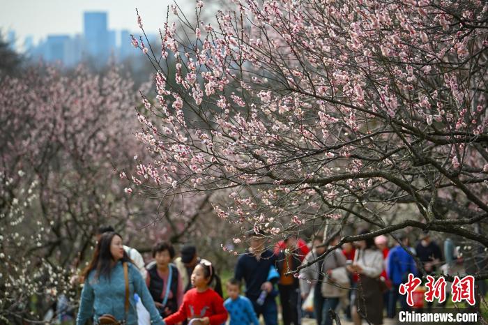 Galeria: montanha Meihua repleta de flores da primavera