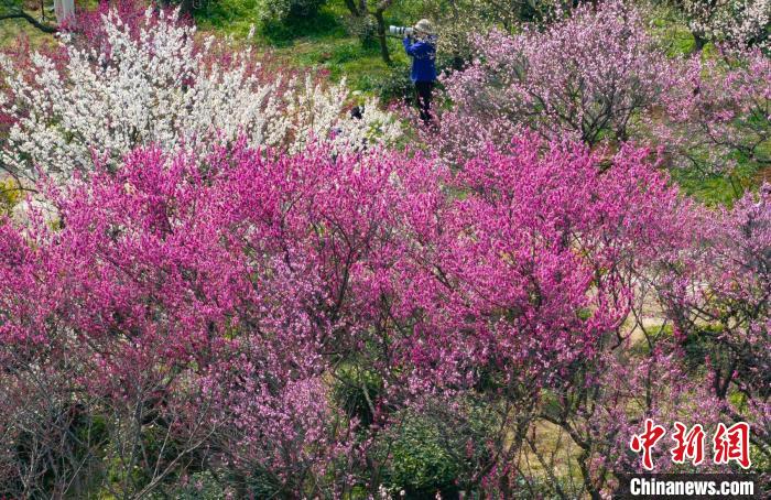 Galeria: montanha Meihua repleta de flores da primavera