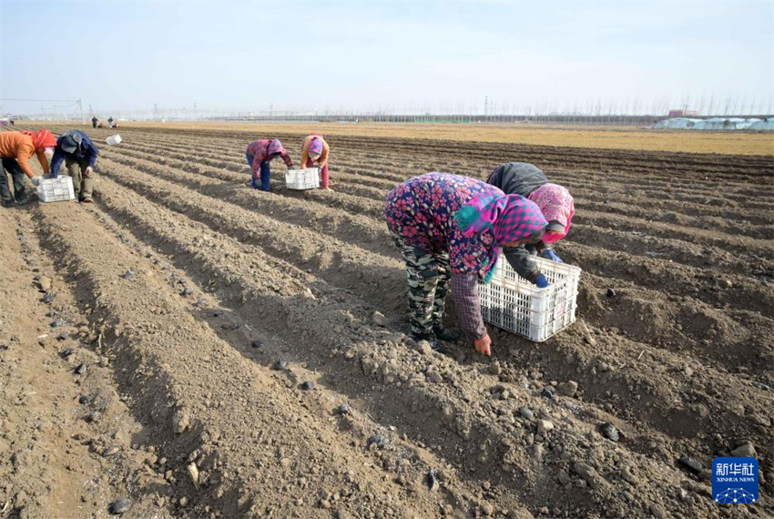 Galeria: agricultores de Hebei atarefados com época de semeadura da primavera