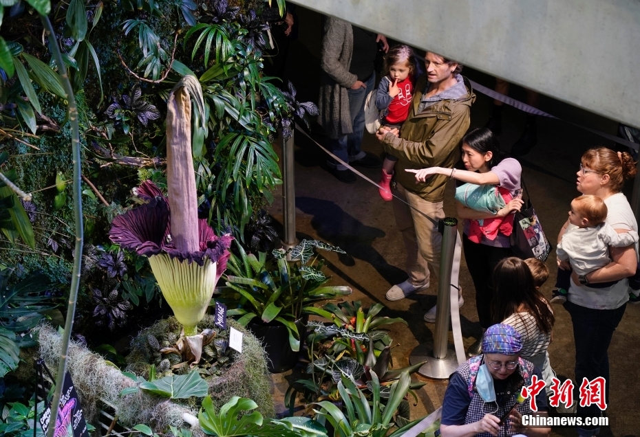 Galeria: Jarro-titã floresce no Museu de Ciências da Califórnia