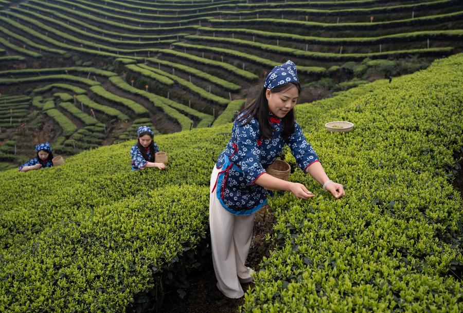 Sichuan: indústria do chá beneficia comunidades e empresas em Luzhou