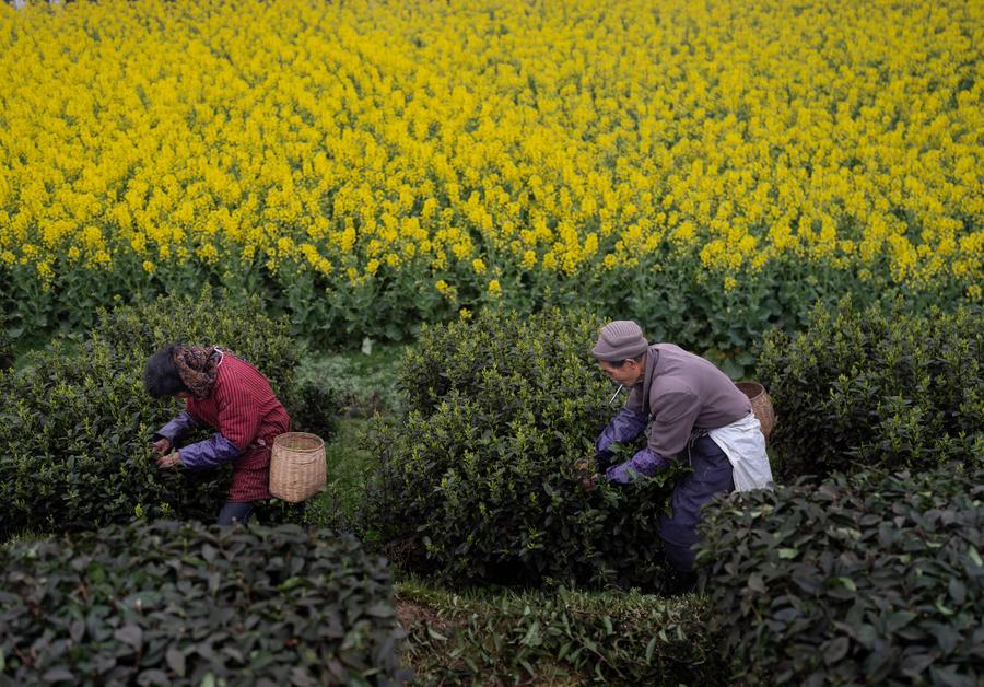 Sichuan: indústria do chá beneficia comunidades e empresas em Luzhou