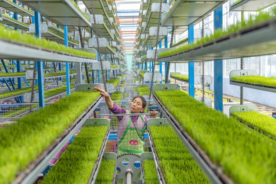 Base inteligente de cultivo de mudas aumenta eficiência agrícola na primavera em Chongqing