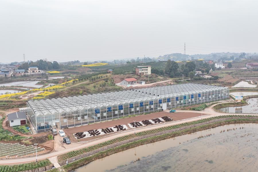 Base inteligente de cultivo de mudas aumenta eficiência agrícola na primavera em Chongqing