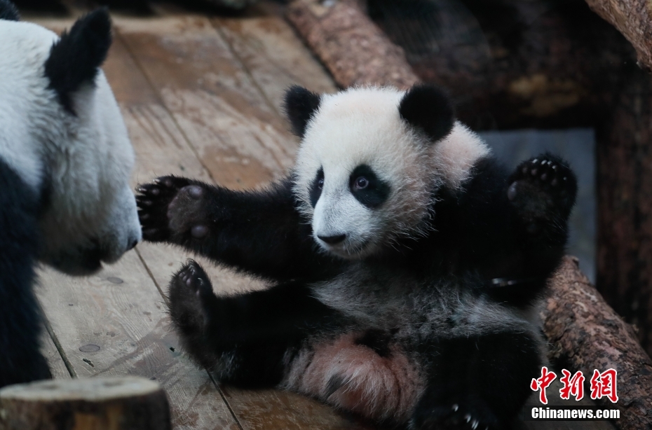 Galeria: panda gigante nascida na Rússia, 