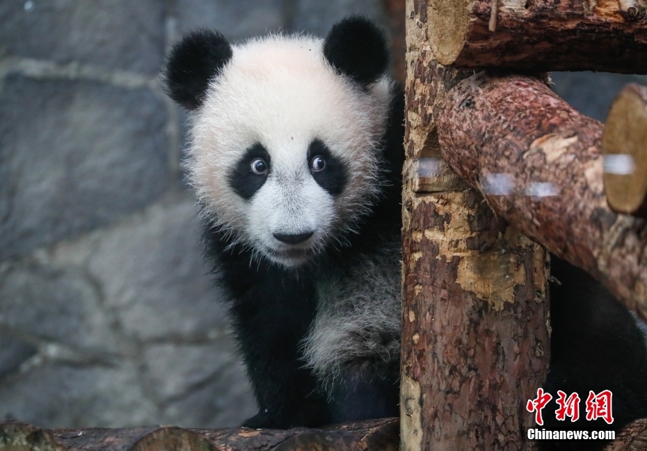 Galeria: panda gigante nascida na Rússia, 