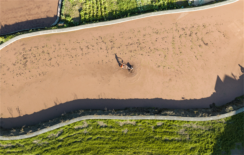 Agricultores de Gulin estão ocupados com plantio da primavera, no sudoeste da China