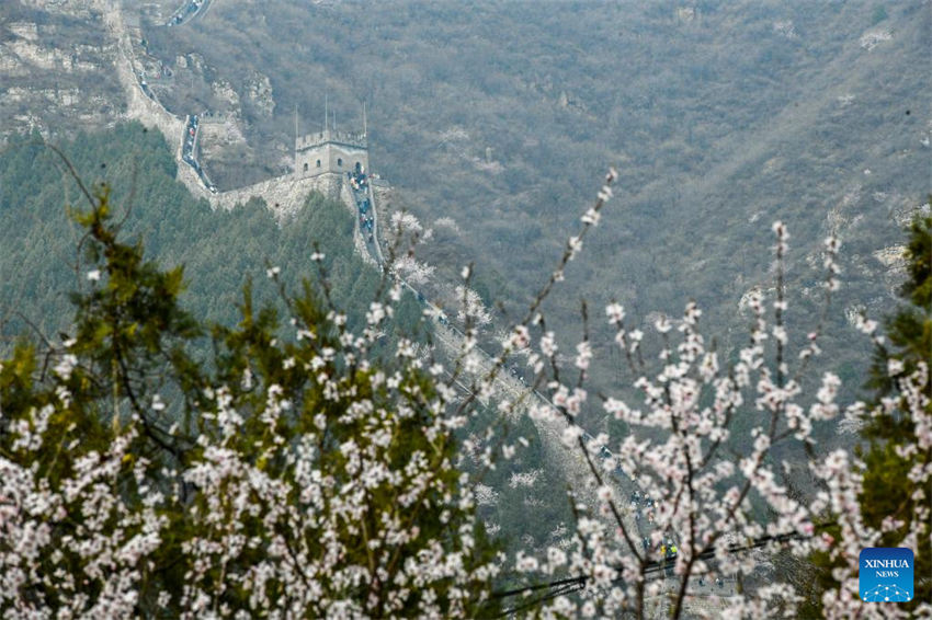 Galeria: trem corre em meio a flores perto da seção Juyongguan da Grande Muralha