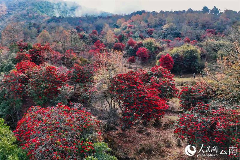 Galeria: flores de azaleia desabrocham no sudoeste da China