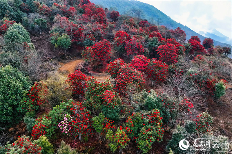 Galeria: flores de azaleia desabrocham no sudoeste da China