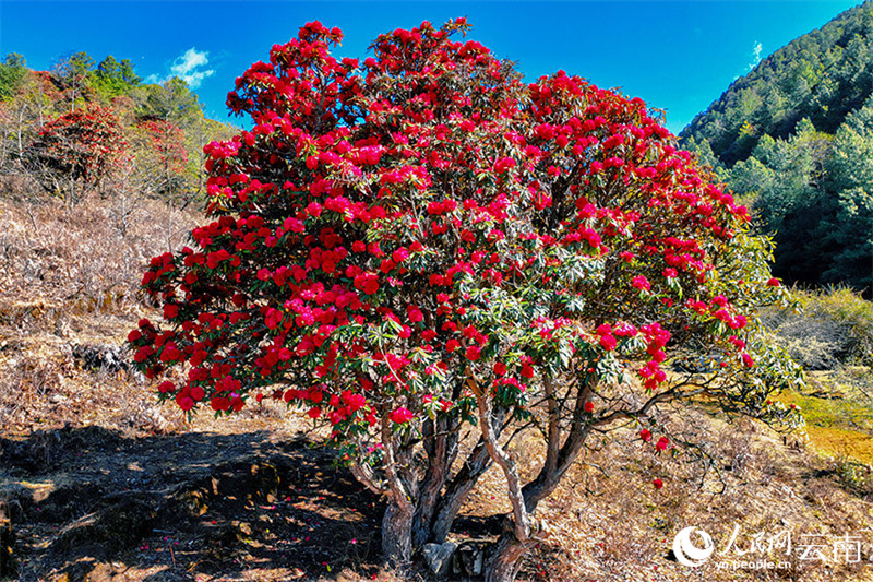 Galeria: flores de azaleia desabrocham no sudoeste da China