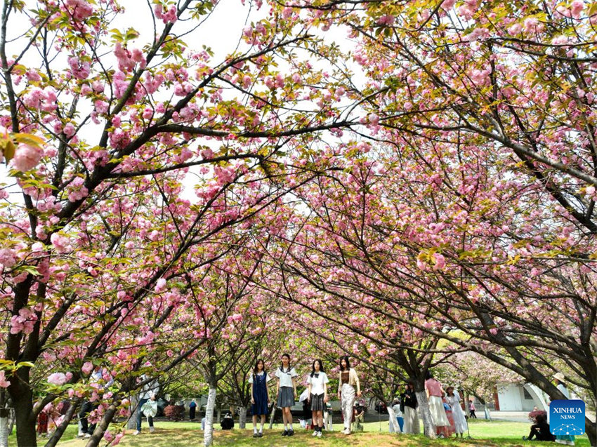 Galeria: Flores florescem em toda a China na primavera