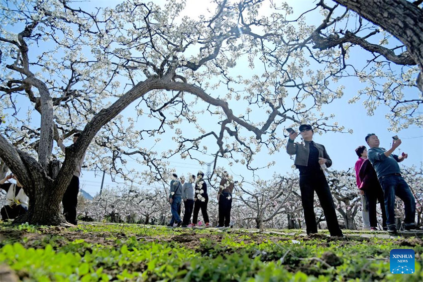 Galeria: Flores florescem em toda a China na primavera