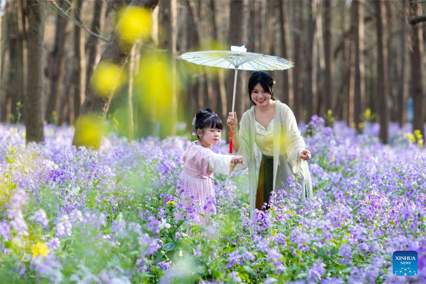 Galeria: Flores florescem em toda a China na primavera