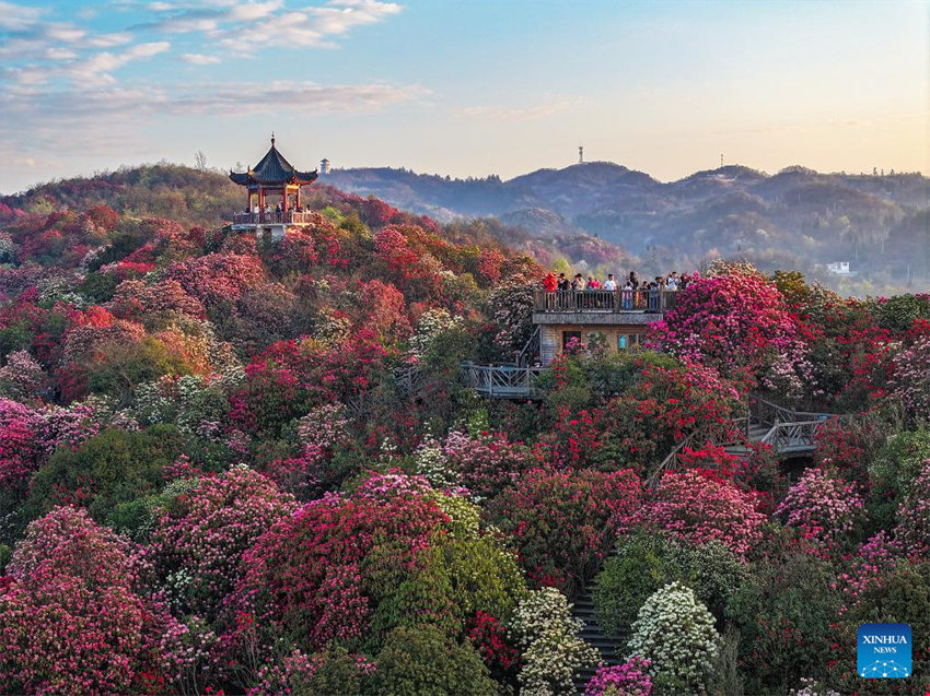 Galeria: Flores florescem em toda a China na primavera