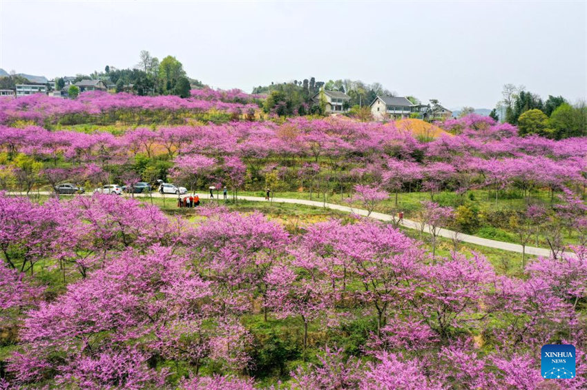 Galeria: Flores florescem em toda a China na primavera