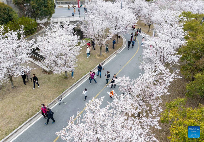 Galeria: Flores florescem em toda a China na primavera