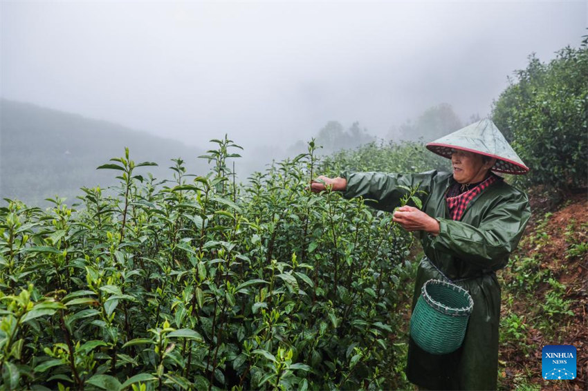 Zhejiang: indústria de chá Juyan registra crescimento sustentado