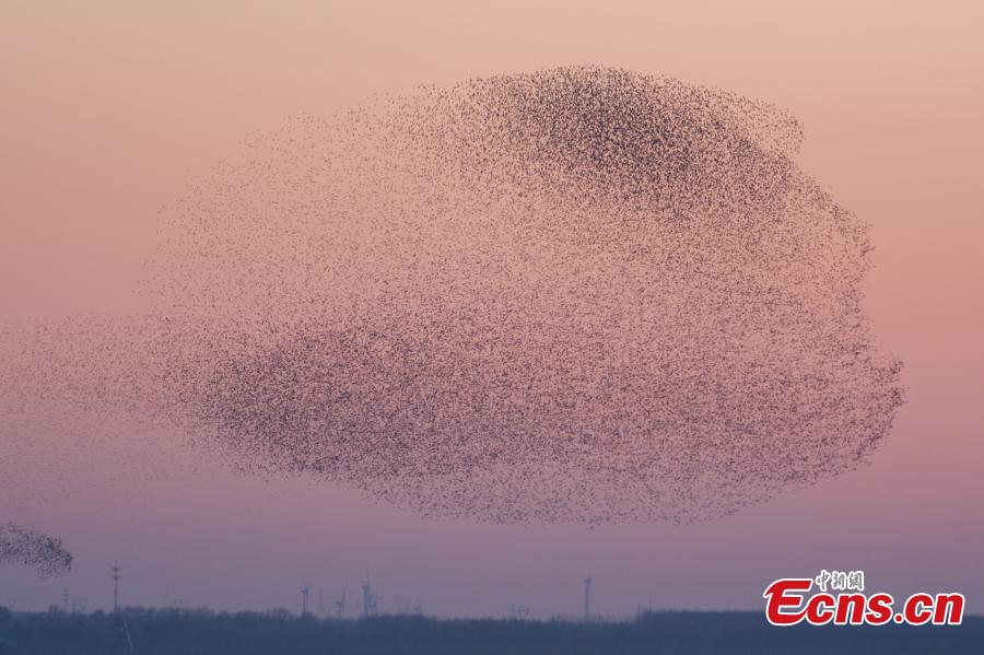 Galeria: bandos de Baikal Teal sobrevoam nordeste da China