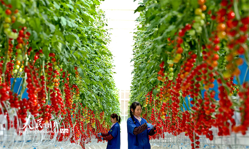 Agricultores ocupados com a colheita de tomate-cereja em Gansu, noroeste da China