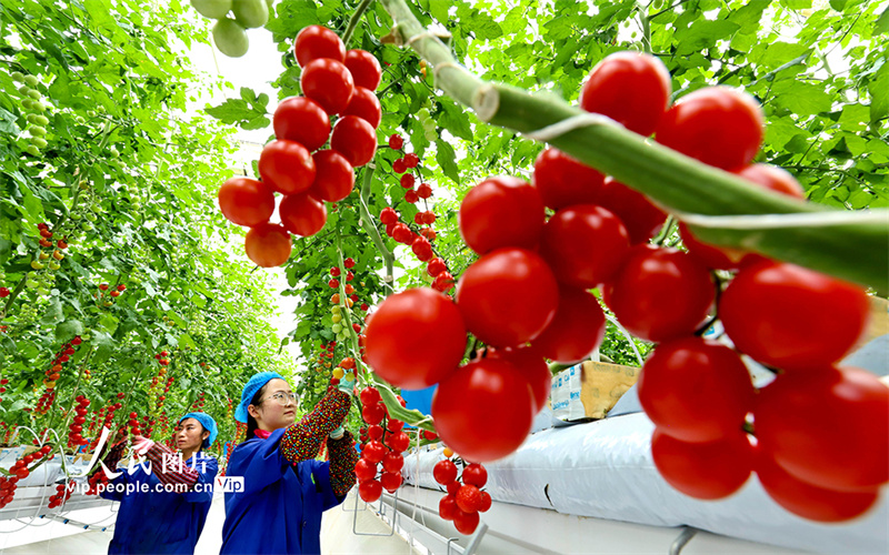 Agricultores ocupados com a colheita de tomate-cereja em Gansu, noroeste da China