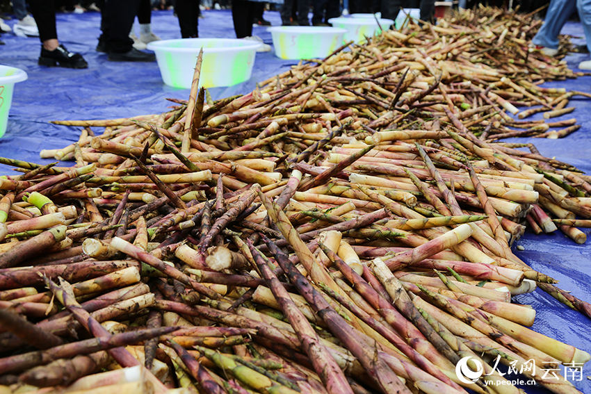 Competição de descascamento de brotos de bambu celebra a colheita em Yunnan