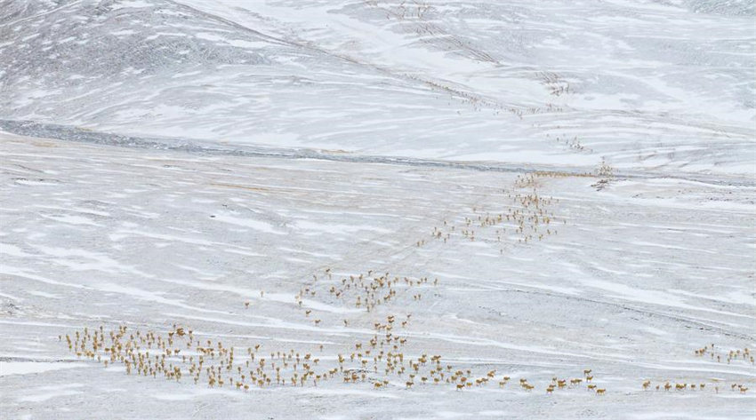 Antílopes tibetanas começam migração anual para dar à luz em Xizang