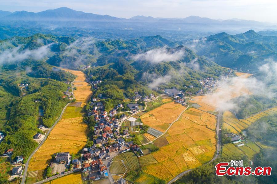 Galeria: cenário de colheita dourada do campo de trigo no leste da China