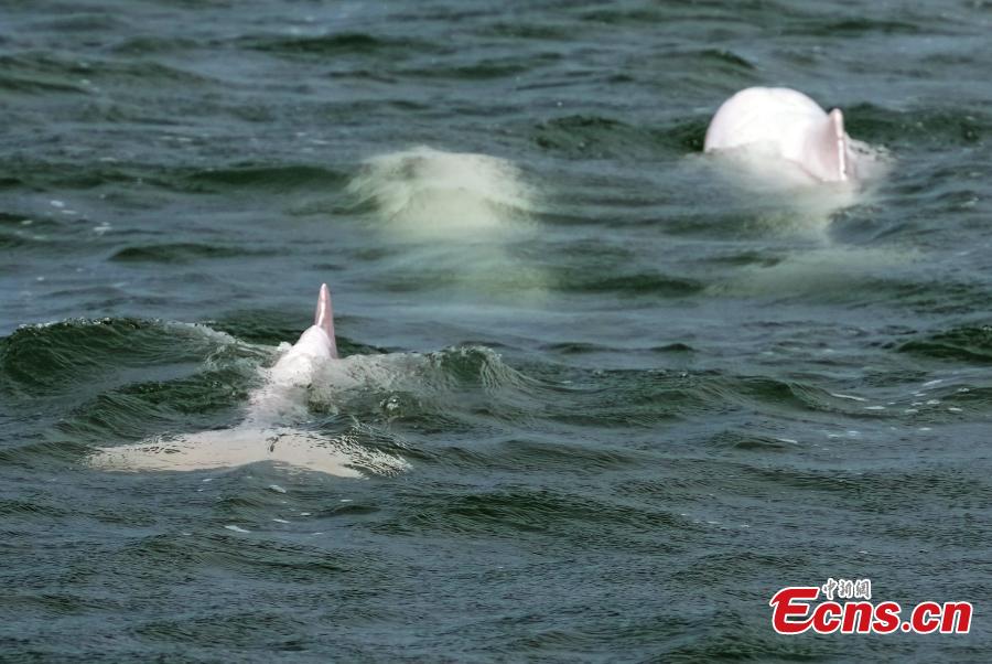 Golfinhos brancos chineses são vistos na Baía de Leizhou