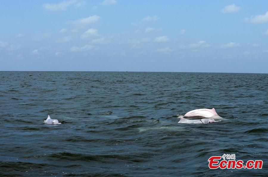 Golfinhos brancos chineses são vistos na Baía de Leizhou