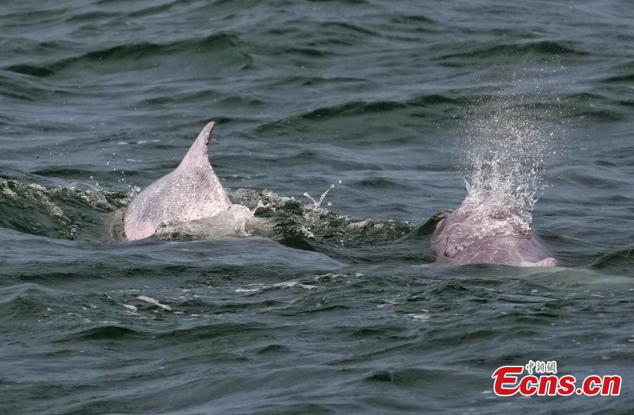 Golfinhos brancos chineses são vistos na Baía de Leizhou