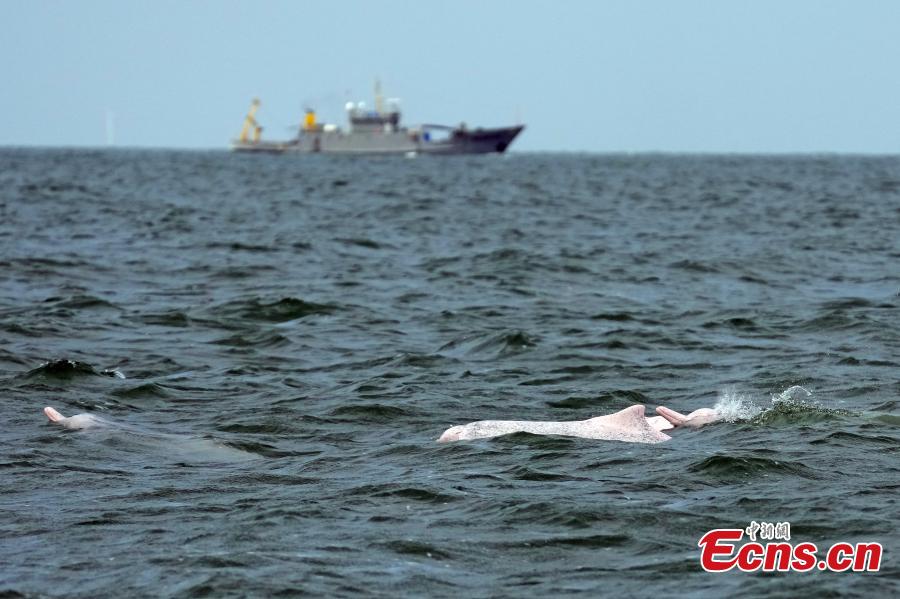 Golfinhos brancos chineses são vistos na Baía de Leizhou