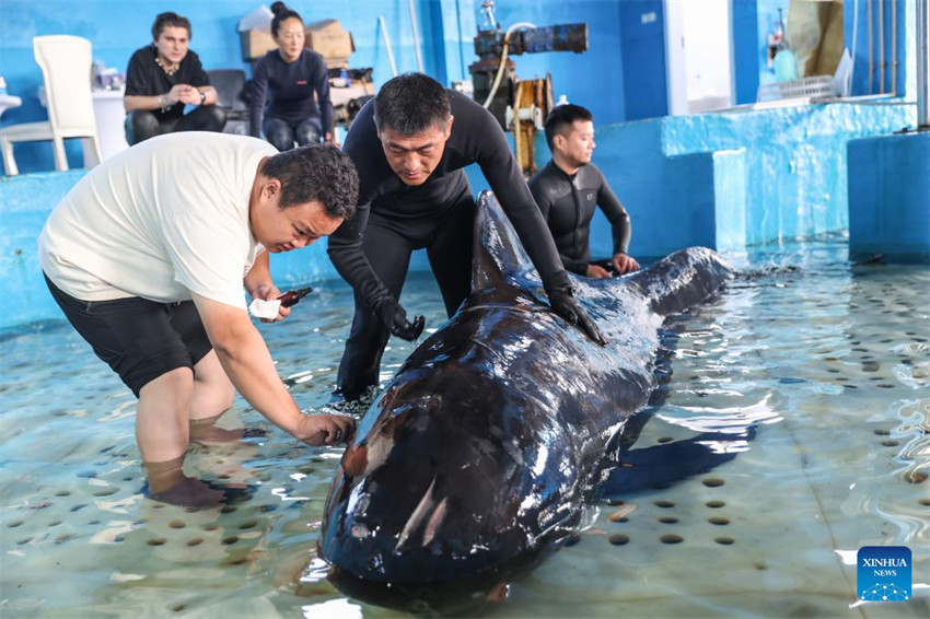 Baleia resgatada é libertada no sul da China