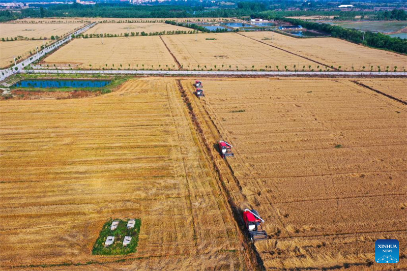 Henan prepara temporada da colheita de trigo