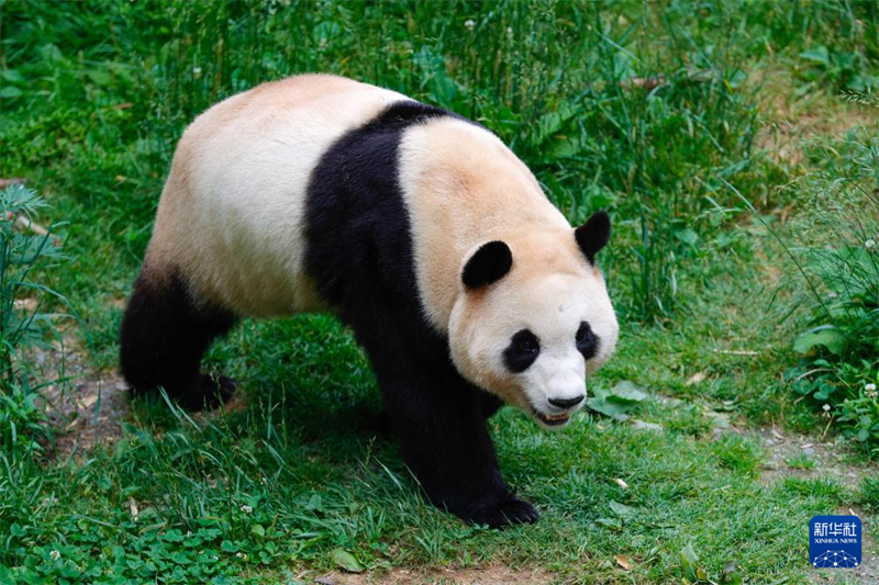 Panda gigante 