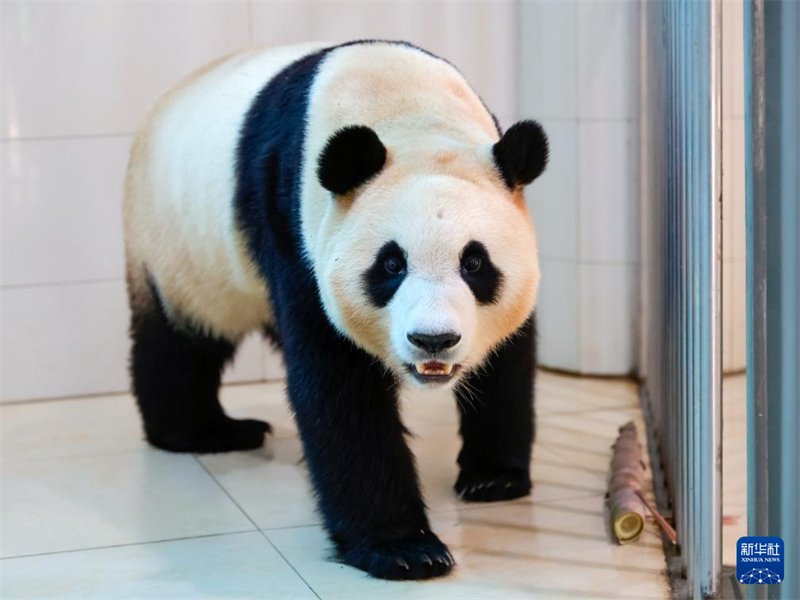 Panda gigante 