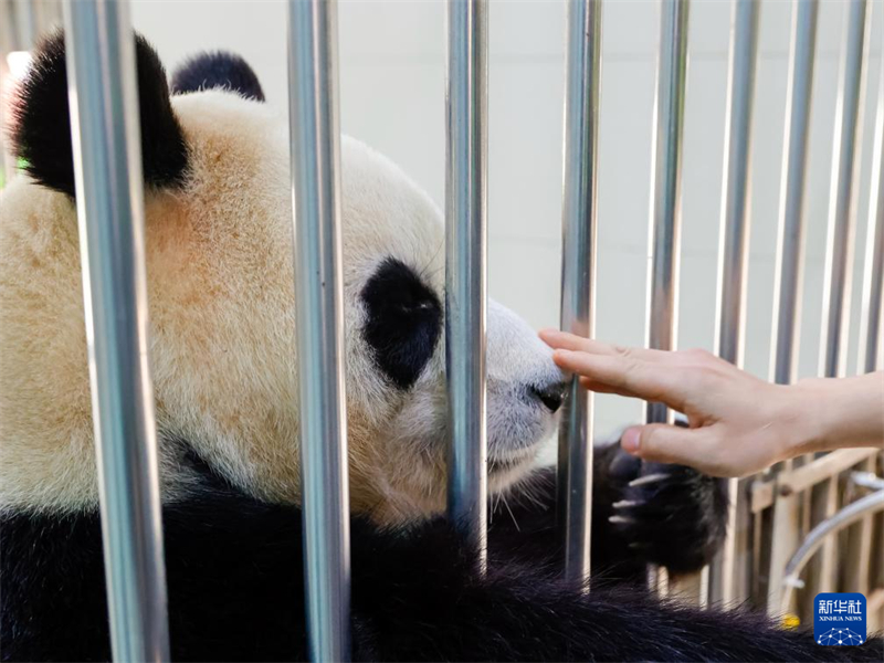 Panda gigante 