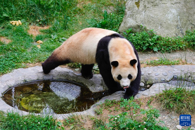 Panda gigante 