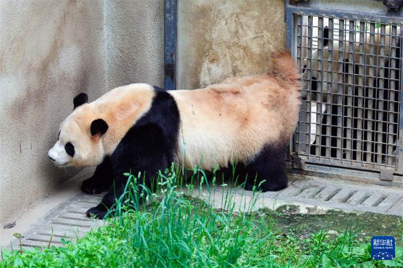 Panda gigante 