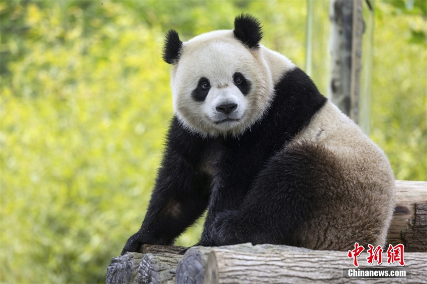 EUA: Zoológico Nacional de Washington receberá dois pandas gigantes da China