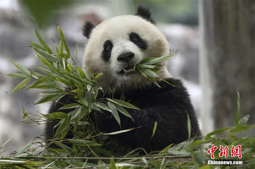 EUA: Zoológico Nacional de Washington receberá dois pandas gigantes da China