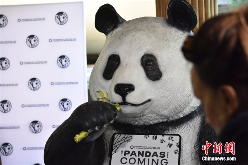 EUA: Zoológico Nacional de Washington receberá dois pandas gigantes da China