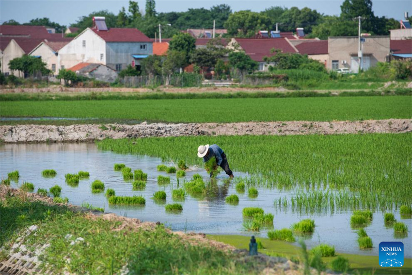 Plantação de arroz verde e agricultura inteligente impulsionam desenvolvimento agrícola na China