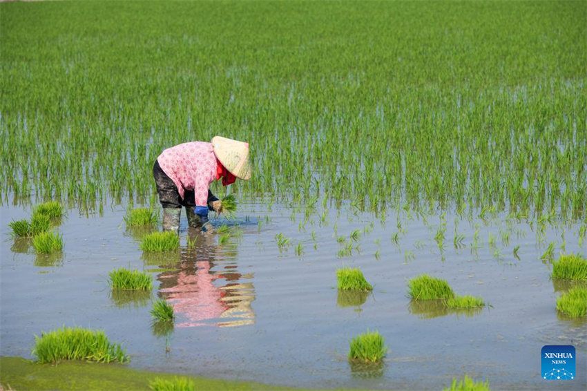 Plantação de arroz verde e agricultura inteligente impulsionam desenvolvimento agrícola na China