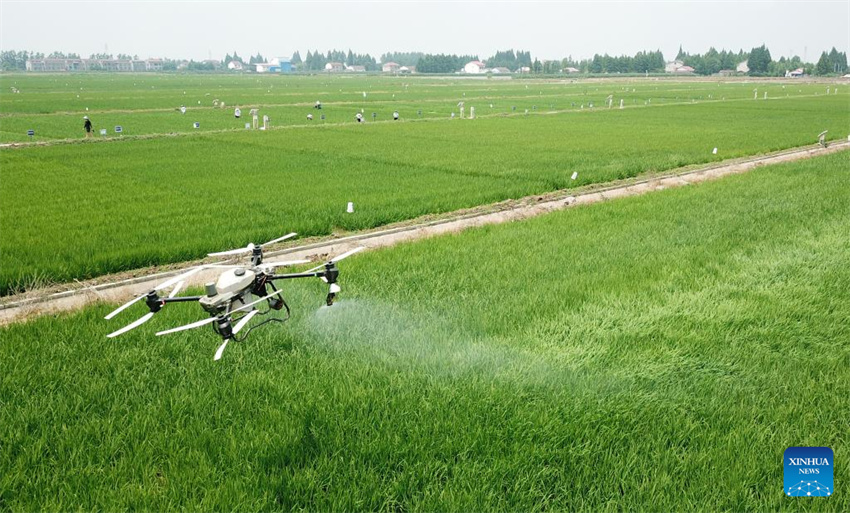 Plantação de arroz verde e agricultura inteligente impulsionam desenvolvimento agrícola na China