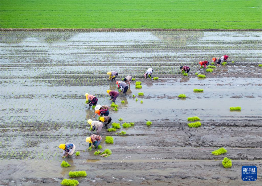 China inicia alta temporada de semeadura de verão